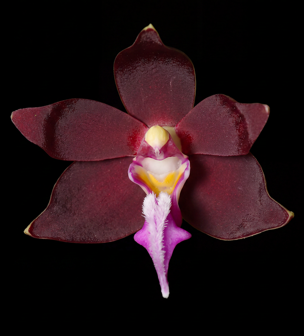 Vandaceous Hybrid orchid photograph by John Cranshaw