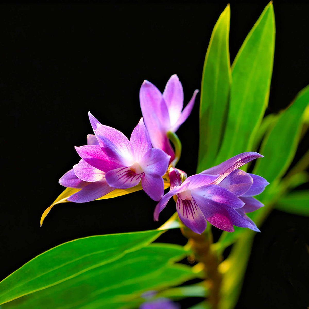 Orchid Print - Queen Victoria