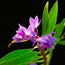 Orchid Print - Queen Victoria
