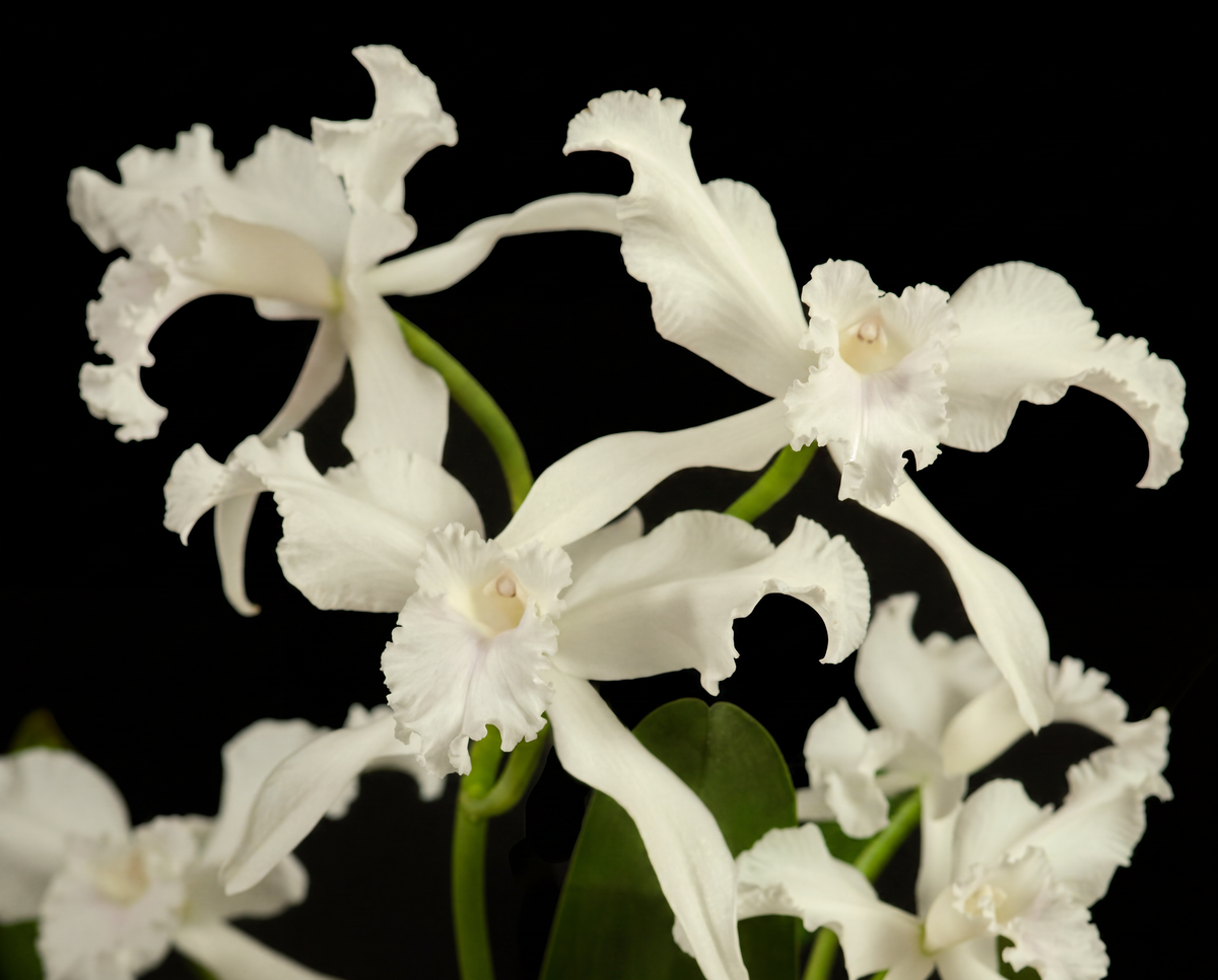 Ruffled White Cattleya orchid photograph by John Cranshaw