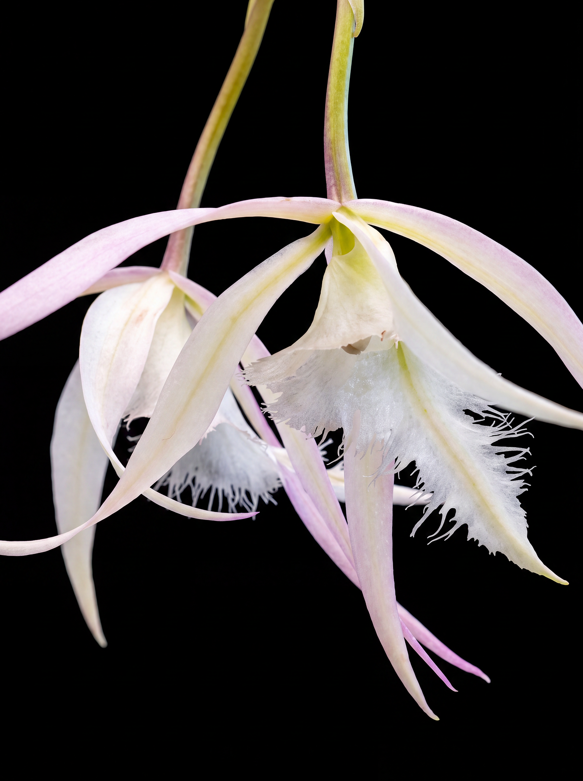 White Fringed Orchid orchid photograph by John Cranshaw
