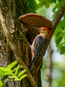 WoodPecker Sunday