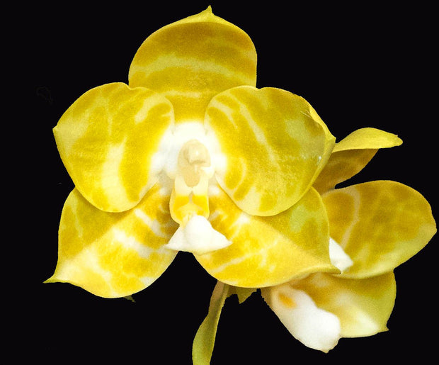 Yellow Phalaenopsis orchid photograph by John Cranshaw
