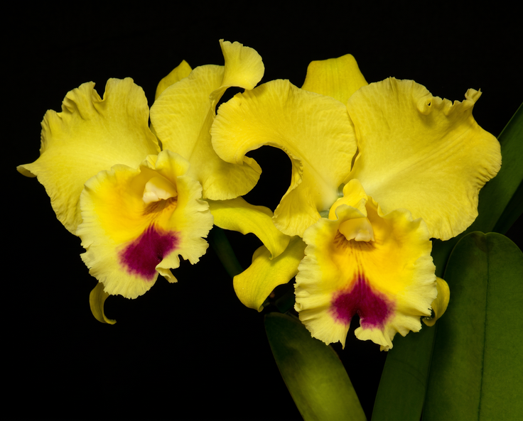 Yellow Cattleya orchid photograph by John Cranshaw