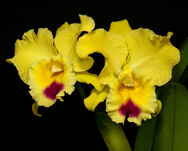 Yellow Cattleya orchid photograph by John Cranshaw